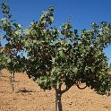 Arbol joven de pistacho